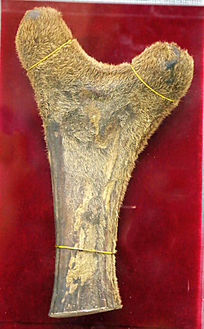 ��ҩ��¹��