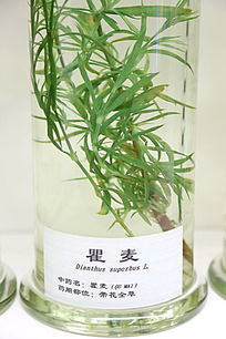 ��ҩ������