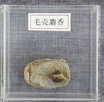 ��ҩ��ë������