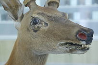 ��ҩ��÷��¹