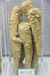 ��ҩ��������в�ҩ