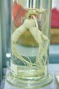 ��ҩ���˲��в�ҩ