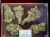 ��ҩ�������ص�16ͷ