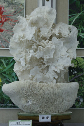 ��ҩ��ɺ��