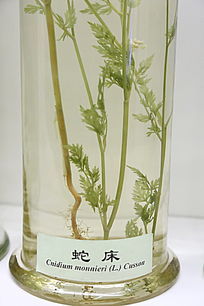 ��ҩ���ߴ�