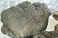 ��ҩ������