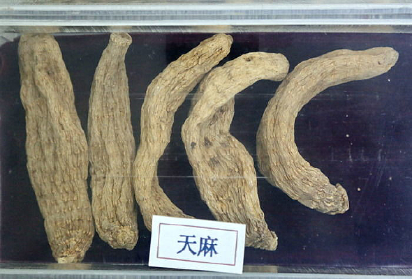 ��ҩ������