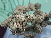 ��ҩ��������