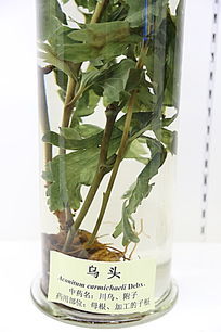 ��ҩ����ͷ