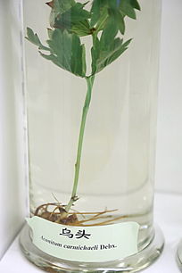 ��ҩ����ͷ��ҩ