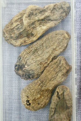 ��ҩ��Ұ������