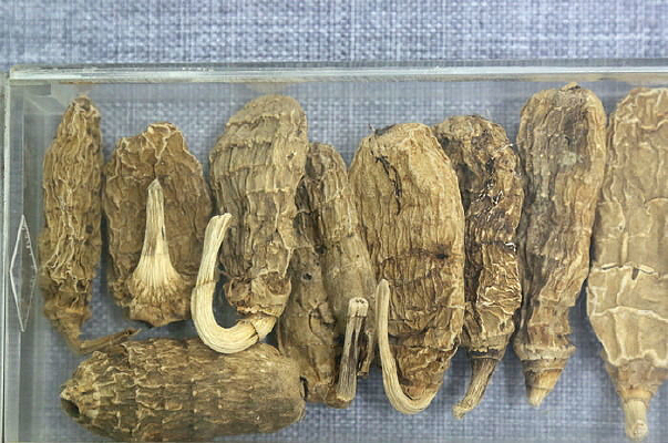 ��ҩ��Ұ������걾