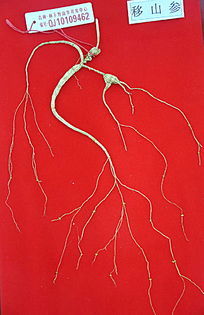 ��ҩ����ɽ��