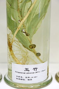 ��ҩ������