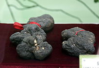 ��ҩ������