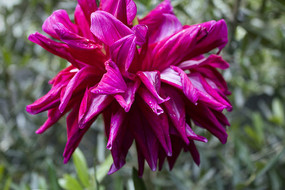 �Ϻ�ɫ�Ĵ�����