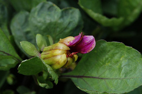 �뿪�ķۺ�ɫ������