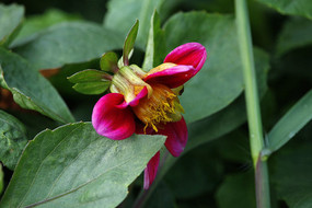 �뿪�ۺ�ɫ������