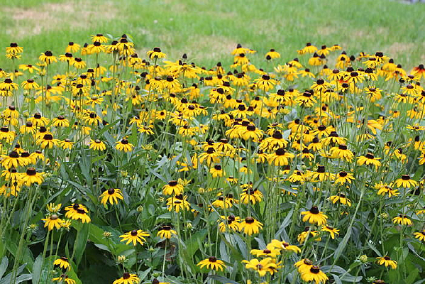 ��Ƭ����