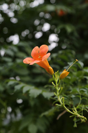 ��ɫ������