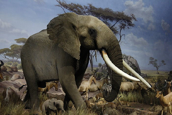 ���ܷ������