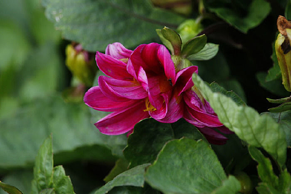 �ۺ�ɫ������