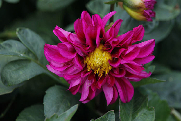 �ۺ�ɫ������