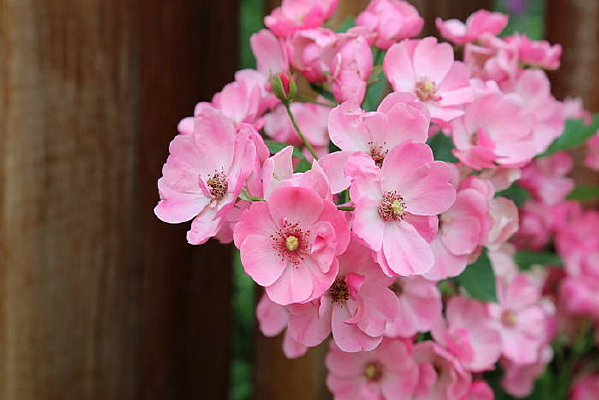 ��ɫ���޷���