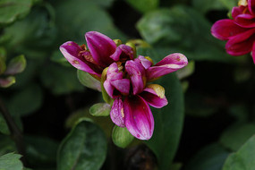 ���ķۺ�ɫ������