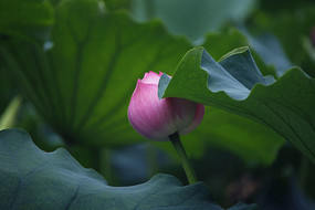 �������ŵĻ���