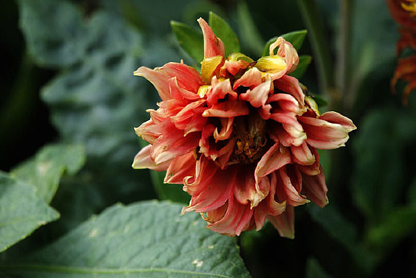 ���ɫ������