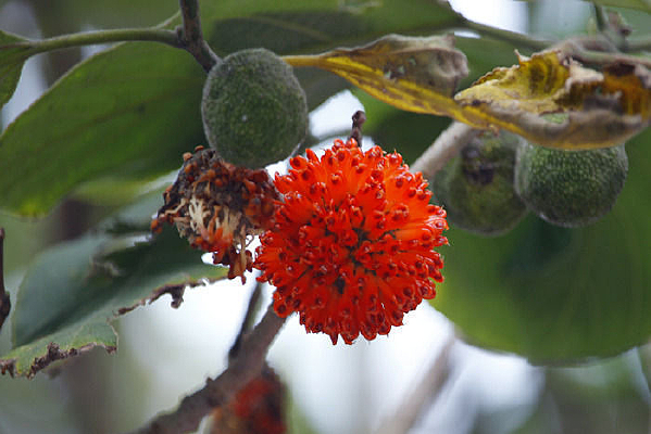 ��ɫ������