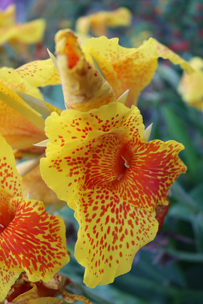 �����뻨��