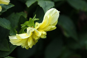 ��ɫ���������