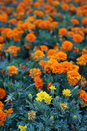 ��ɫ��Ƭ�Ľ�յ��