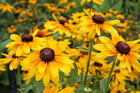 ��ɫ���ľ�