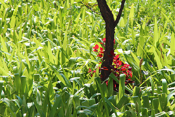 ���������ĺ�ɫ��Ҷ��