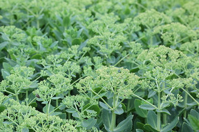 ��ɫ�˻���