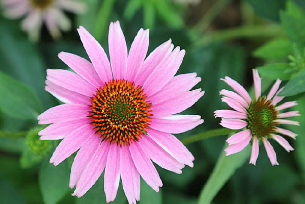 ����ɫ�Ĳݻ�