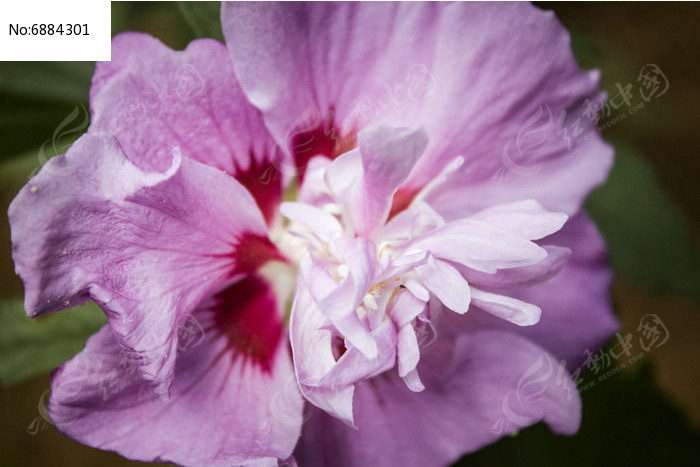 ʢ������ɫ���ͼƬ