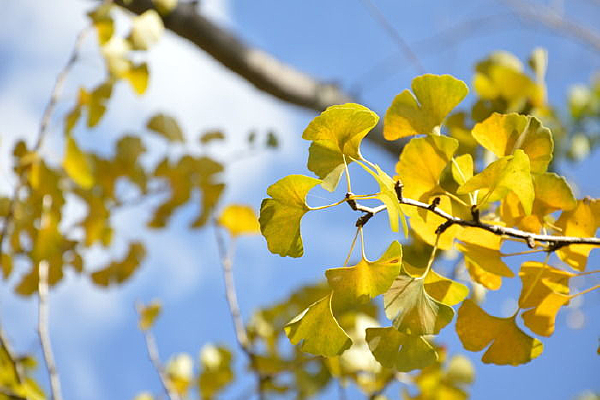 ������֦ͷ