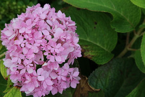 ��ɫ��״����