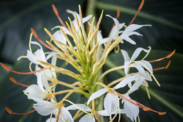 ��ɫ�Ľ�������