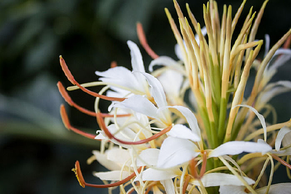 ��ɫ�Ľ�������