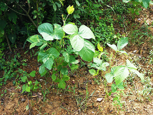 ����ë��