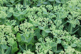 ���̵Ĳ˻���