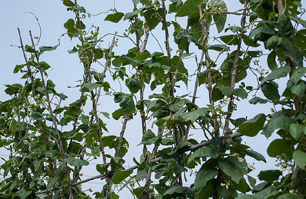 ������ֲ