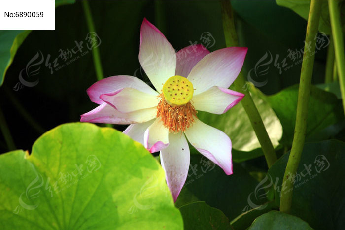 �������ĺɻ�ͼƬ