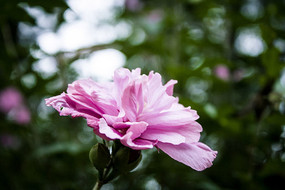 ��ɫ��ľ��