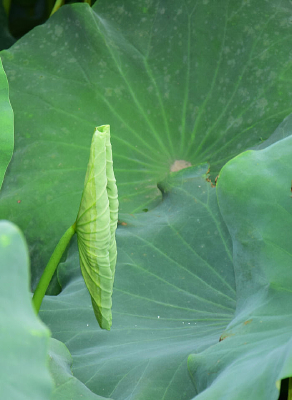 ��������ĺ�Ҷ